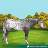 Horse Color:Liver Chestnut Ice Mushroom Rabicano