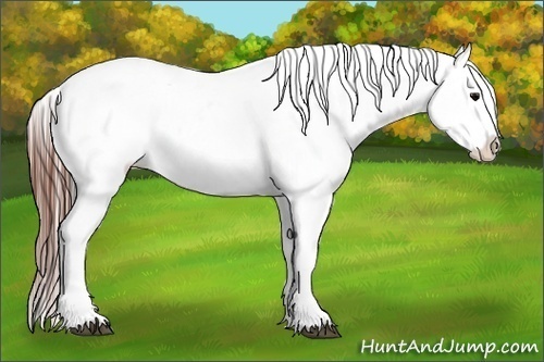 Horse Color:White Spotted Grullo Appaloosa