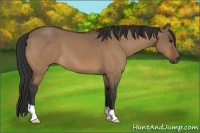 Horse Color:Bay Dun