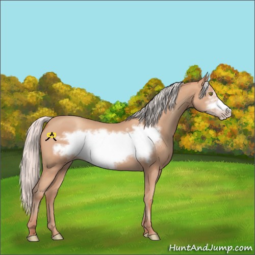 Horse Color:Silver Amber Champagne Frame 