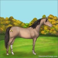 Horse Color:Amber Champagne 