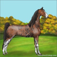 Horse Color:Black Sabino Rabicano  and Bay Sabino Rabicano 