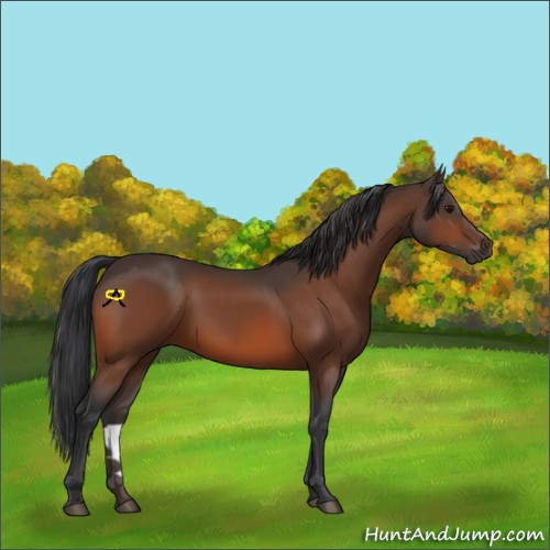 Horse Color:Bay 