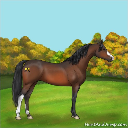 Horse Color:Bay 