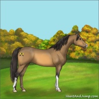 Horse Color:Buckskin 