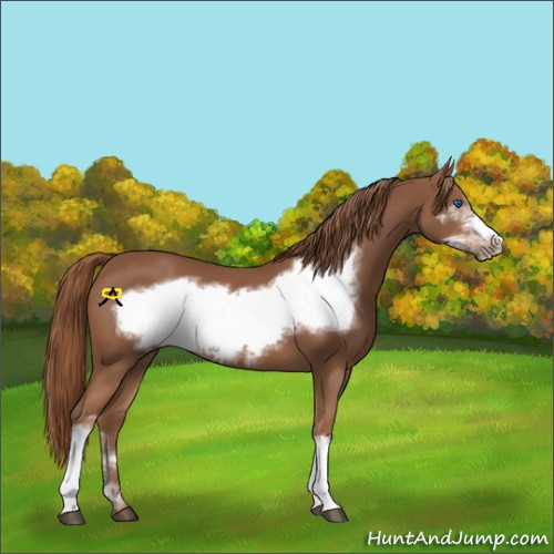 Horse Color:Chestnut Frame 