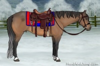 Horse Color:Buckskin 