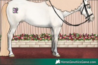Horse Color:Amber Cream Champagne Pearl Dun 
