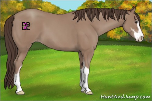 Horse Color:Classic Champagne Sabino 