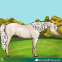 Horse Color:Silver Grullo Pearl