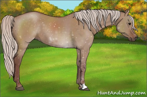 Horse Color:Chocolate Silver Grullo 