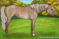 Horse Color:Chocolate Silver Grullo 