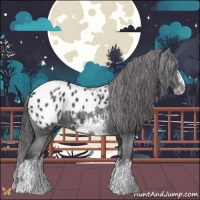 Horse Color:White Spotted Blue Roan Splash Frame Appaloosa 