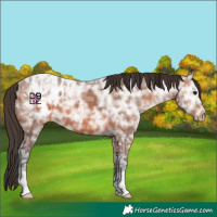 Horse Color:Bay Ice Appaloosa 