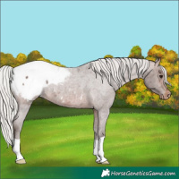 Horse Color:Silver Brown Roan Appaloosa 