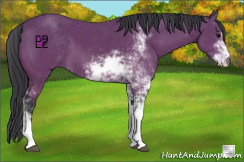Horse Color:Bay Sabino