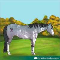 Horse Color:Platinum Bay Dun Sabino 