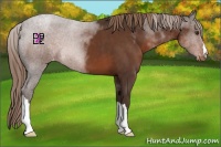 Horse Color:Liver Chestnut Appaloosa 