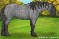 Horse Color:Blue Roan Brindle