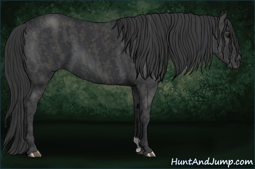 Horse Color:Black  Brindle
