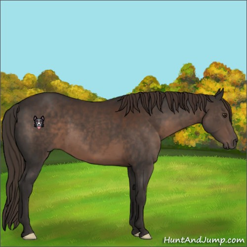 Horse Color:Liver Chestnut 