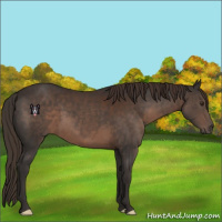 Horse Color:Liver Chestnut 