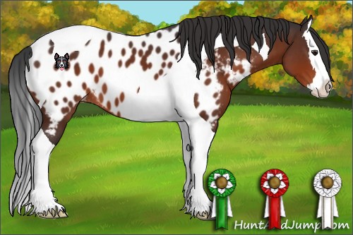 Horse Color:Brown Splash Tobiano Appaloosa 