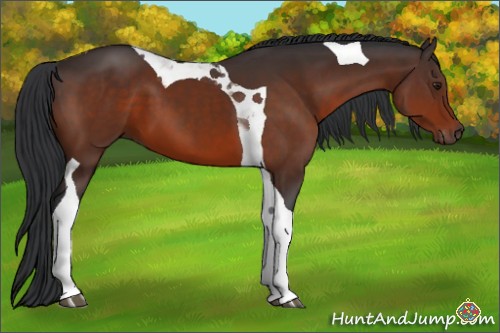 Horse Color:Brown Tobiano