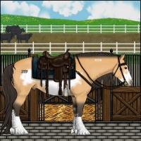 Horse Color:Buckskin Sabino Frame 