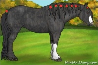 Horse Color:Black  Brindle