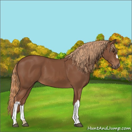 Horse Color:Chestnut 
