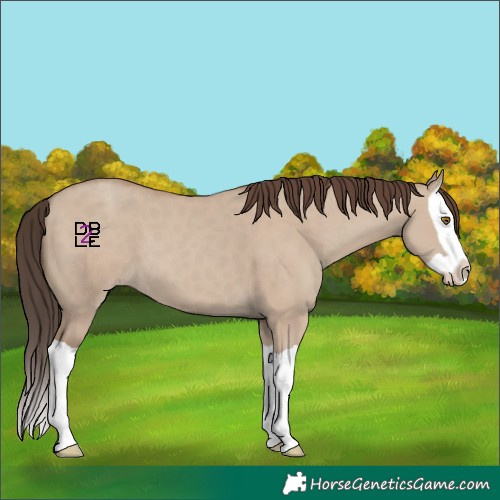 Horse Color:Classic Champagne Dun Splash 
