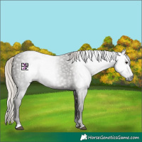 Horse Color:Gray Silver Black 
