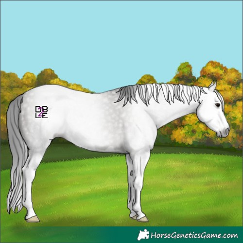 Horse Color:Gray Grullo Splash 