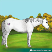 Horse Color:Gray Grullo Splash 