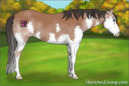 Horse Color:Bay Splash 