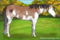 Horse Color:Bay Splash 