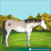 Horse Color:Bay Dun Splash 
