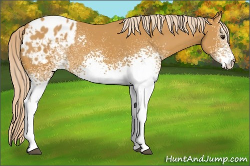 Horse Color:White Spotted Palomino Appaloosa 