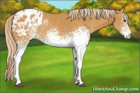 Horse Color:White Spotted Palomino Appaloosa