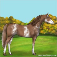 Horse Color:White Spotted Chestnut 