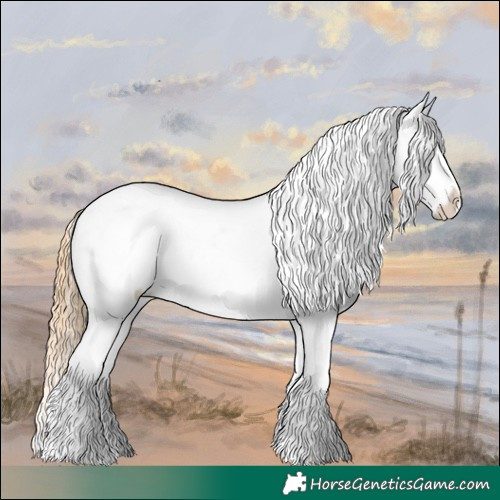 Horse Color:Buckskin Pearl Appaloosa 