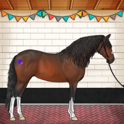 Horse Color:Bay 