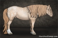 Horse Color:Gold Champagne Pearl Tobiano Blanket and Gold Champagne Pearl Tobiano