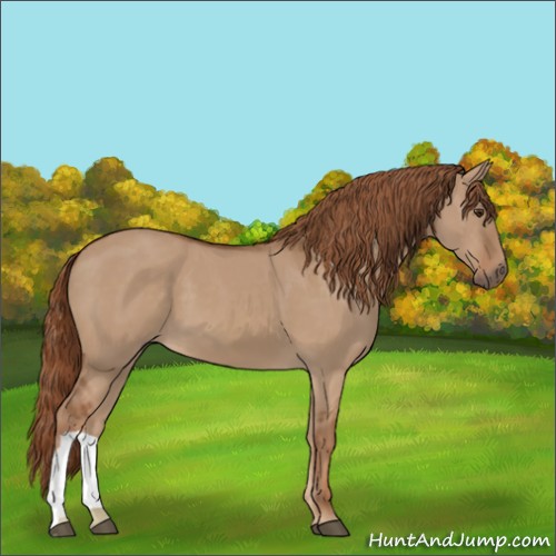 Horse Color:Red Dun