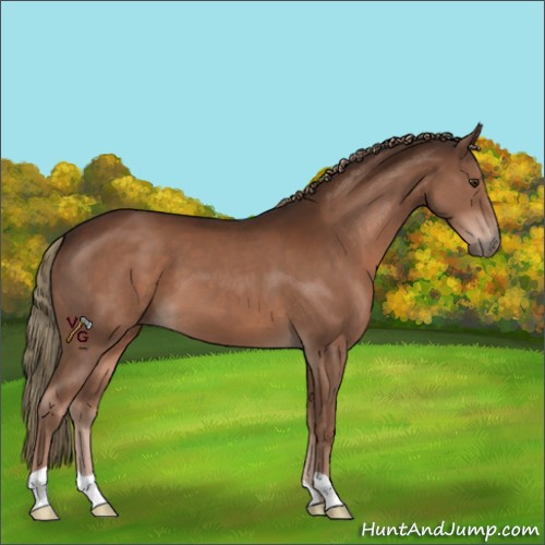 Horse Color:Liver Chestnut 