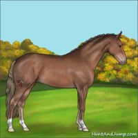 Horse Color:Liver Chestnut 