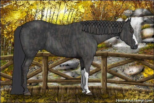 Horse Color:Black  Brindle