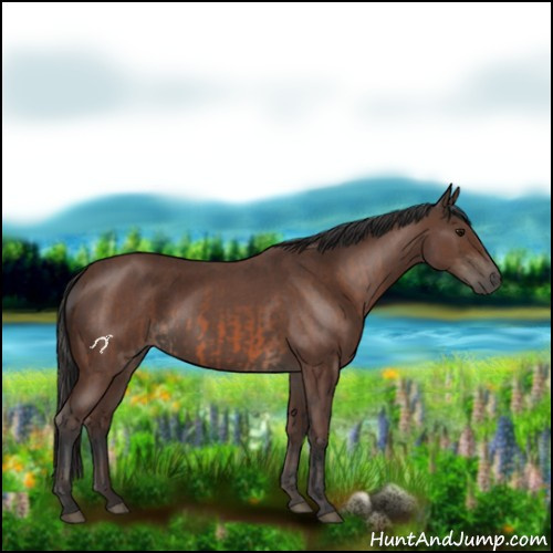 Horse Color:Bay Roan Rabicano  and Bay Roan Rabicano 