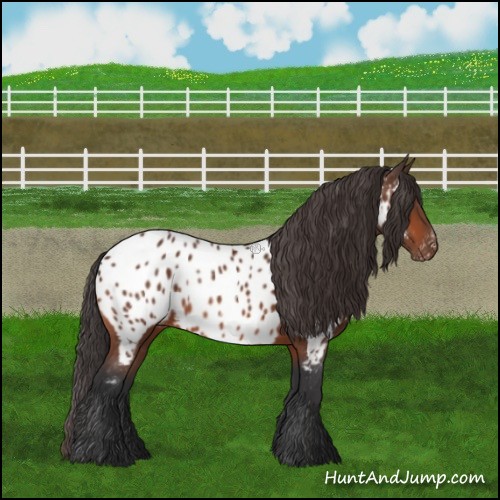 Horse Color:Bay Sabino Appaloosa 